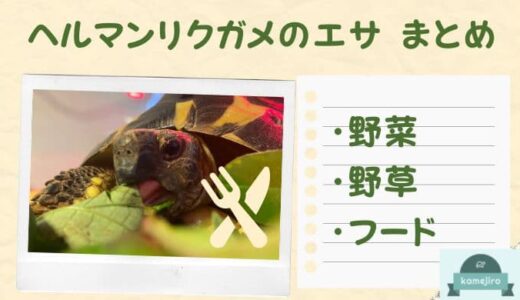 【ヘルマンリクガメのエサまとめ】野菜・野草・フード！メリット・デメリット