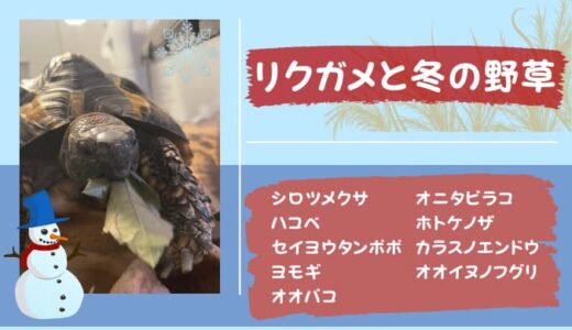 【ヘルマンリクガメと冬の野草】冬に採れるリクガメが食べられる野草一覧